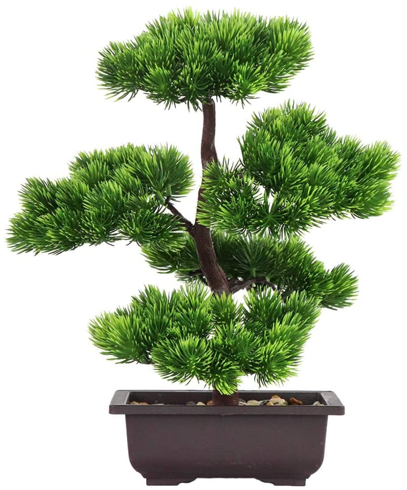 Japanese Garden Bonsai - Japanese Pine Bonsai Plant for Home