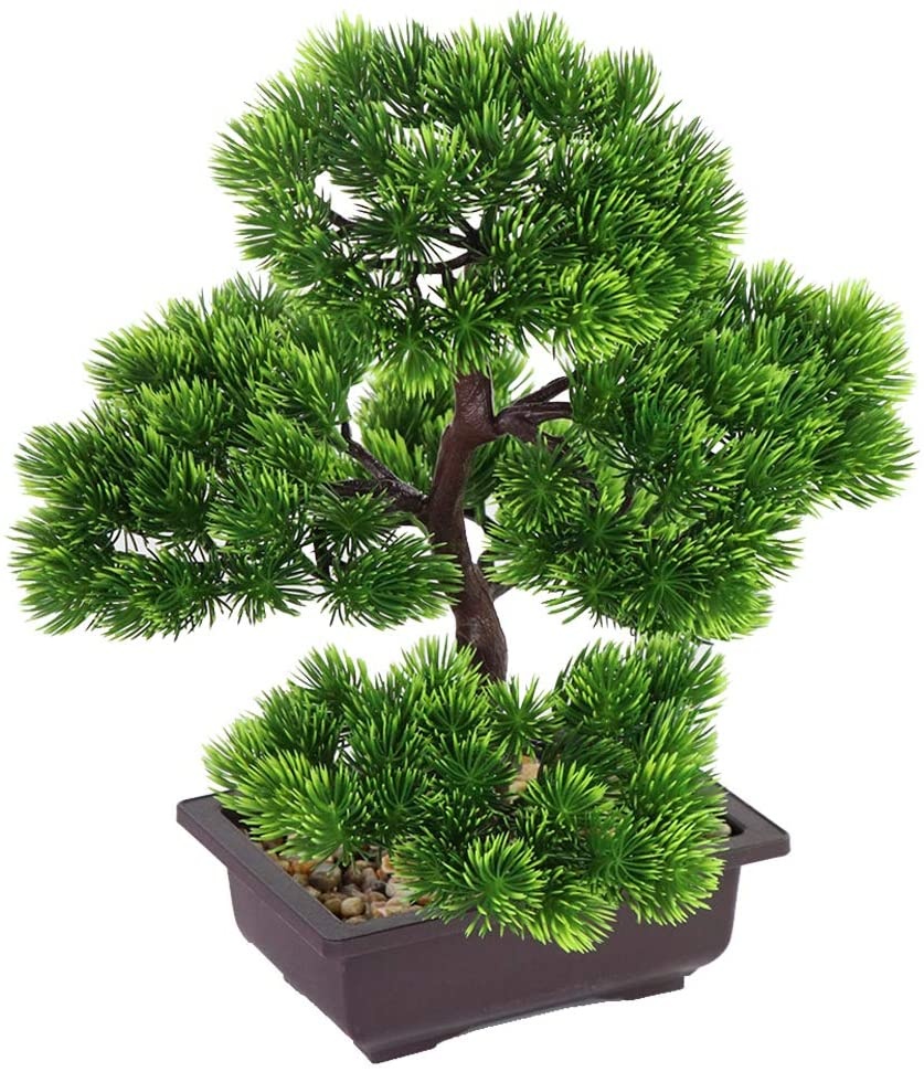 Japanese Pine Bonsai Plant for - Japanese Garden Bonsai 评论和价格