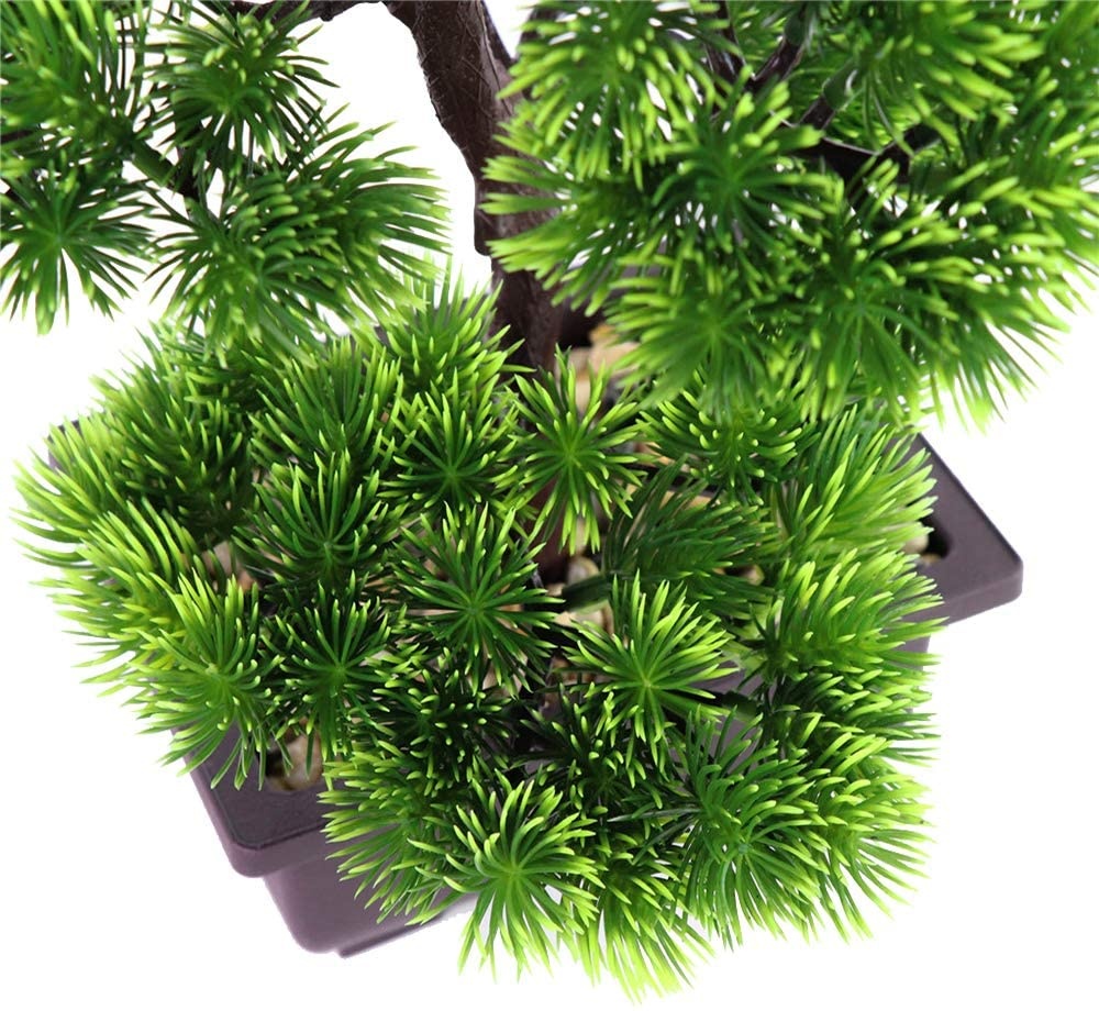 Japanese Pine Bonsai Plant for - Japanese Garden Bonsai 评论和价格