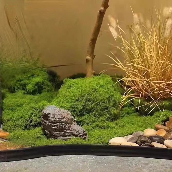 200g Eternal Life Moss DIY Cra - Bonsai Garden Home 评论和价格