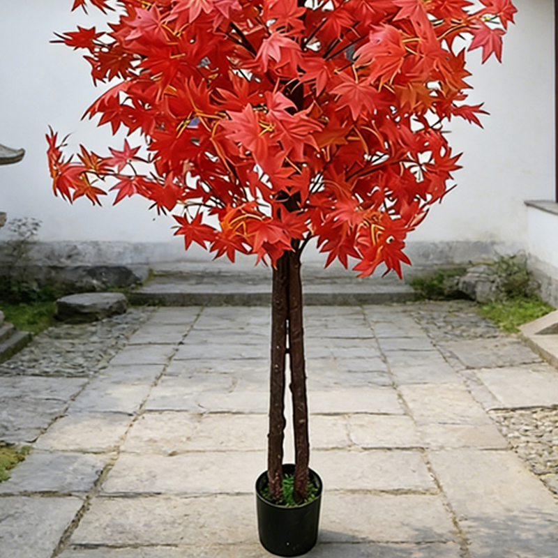 Maple Tree for Home and Garden - Japanese Garden Bonsai 评论和价格