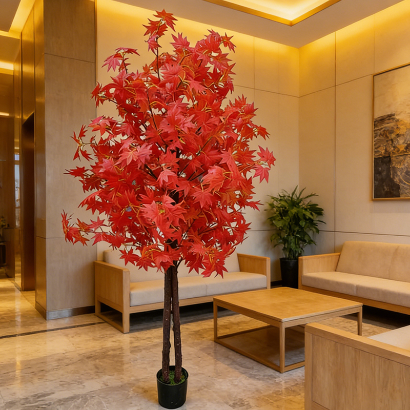 Maple Tree for Home and Garden - Japanese Garden Bonsai 评论和价格