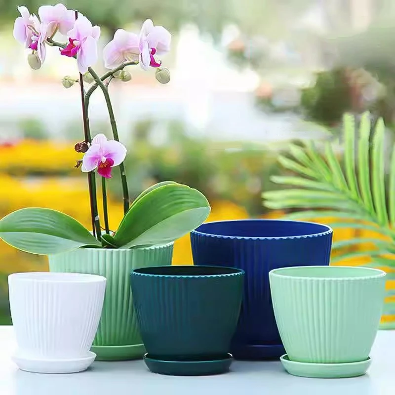 Succulent Potted Round Pot wit - Japanese Garden Bonsai 评论和价格